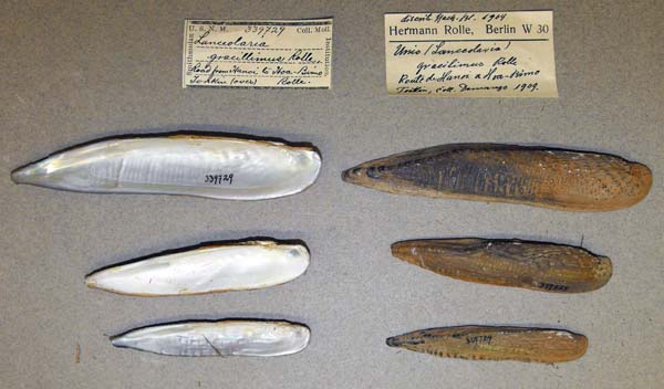 specimen