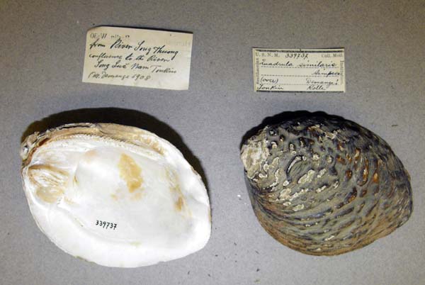 specimen