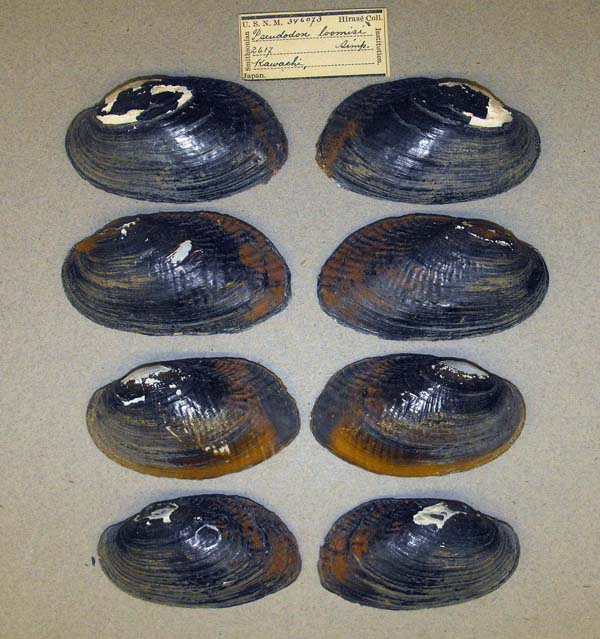 specimen
