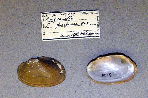 specimen