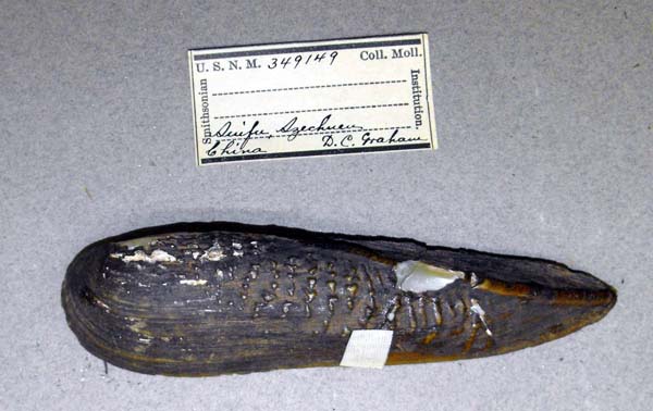 specimen