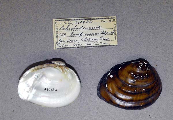 specimen