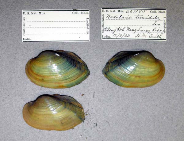 specimen