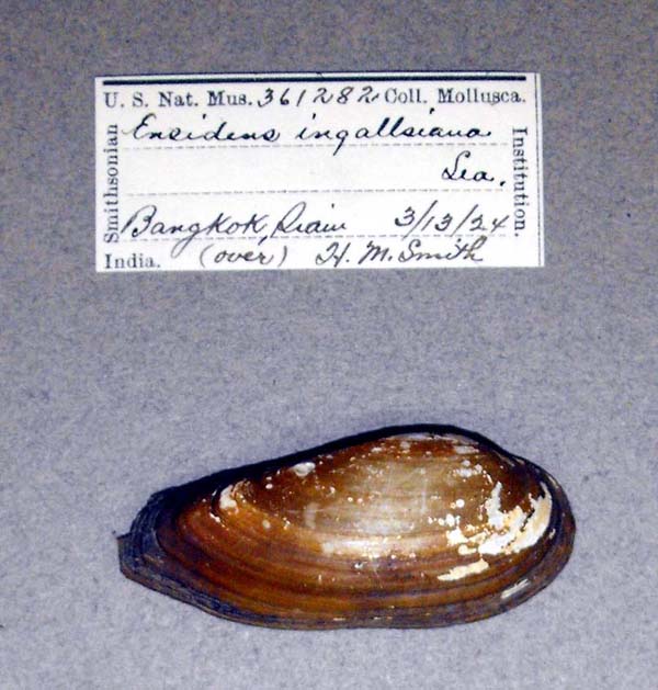 specimen