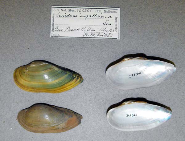 specimen