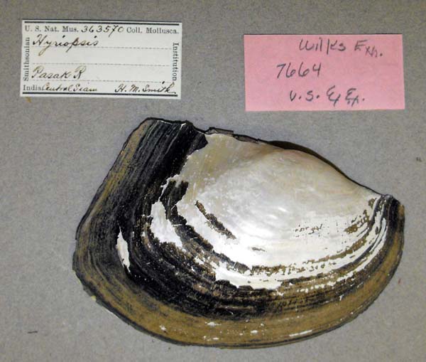 specimen