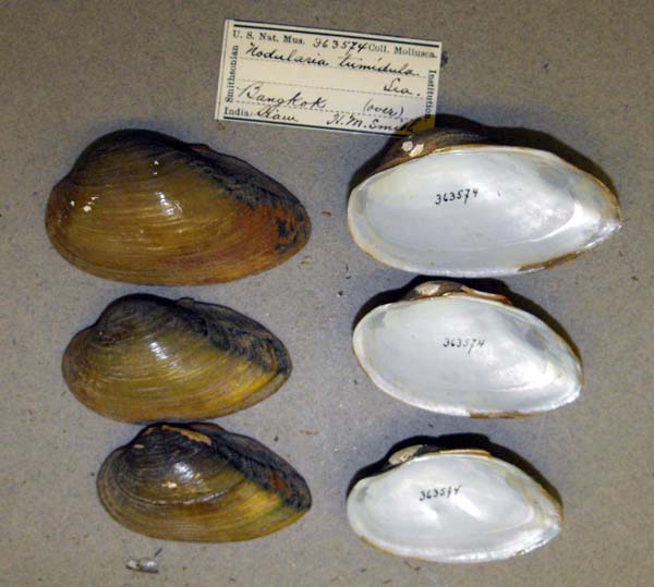 specimen