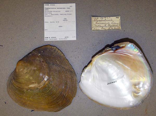 specimen