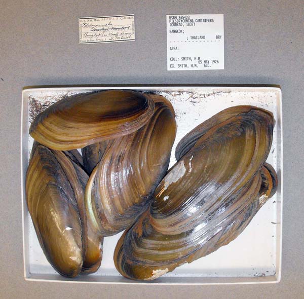 specimen