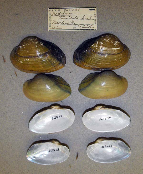 specimen
