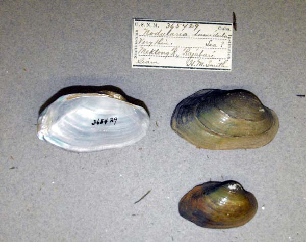 specimen