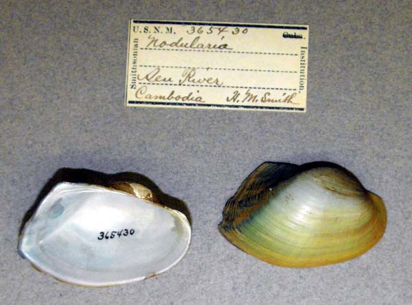 specimen