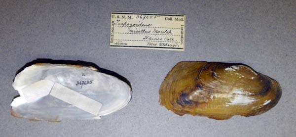 specimen