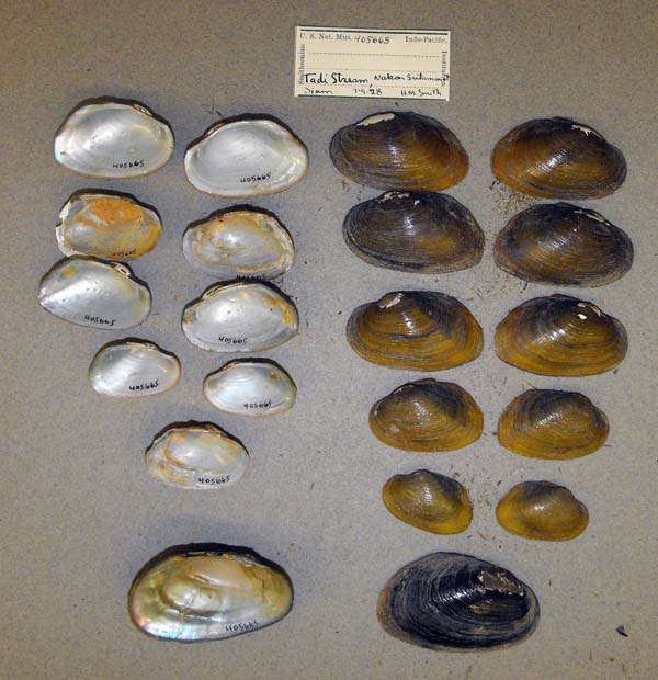 specimen