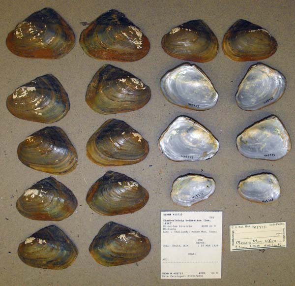 specimen