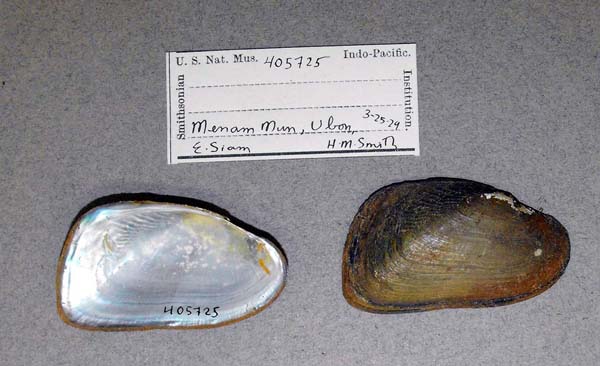 specimen
