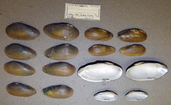 specimen