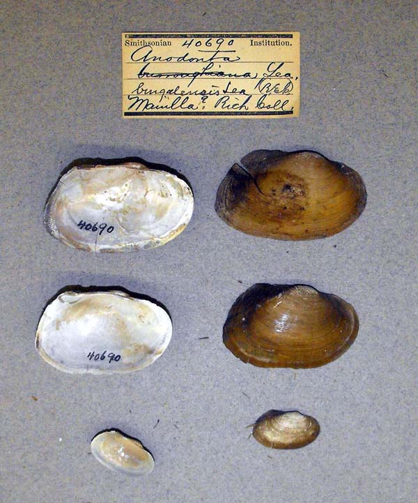specimen