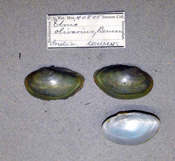 specimen