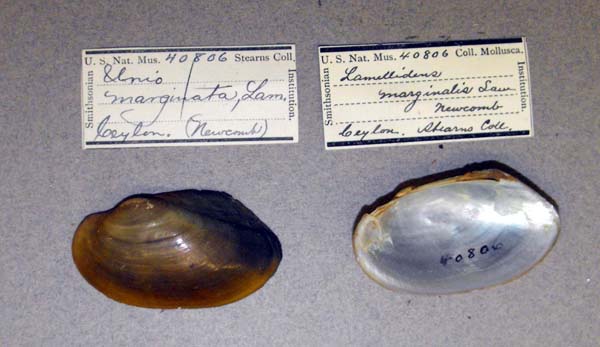 specimen