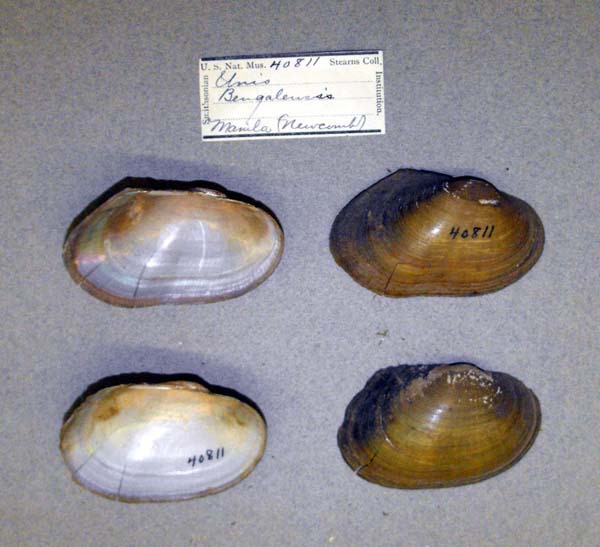 specimen