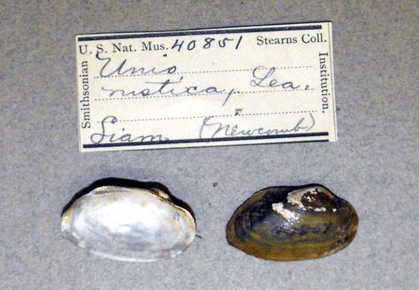 specimen