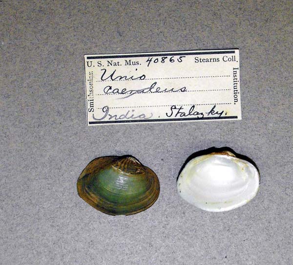 specimen