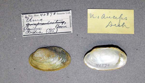 specimen
