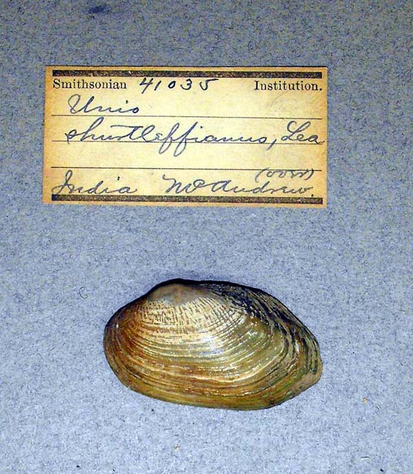 specimen