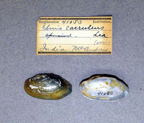 specimen