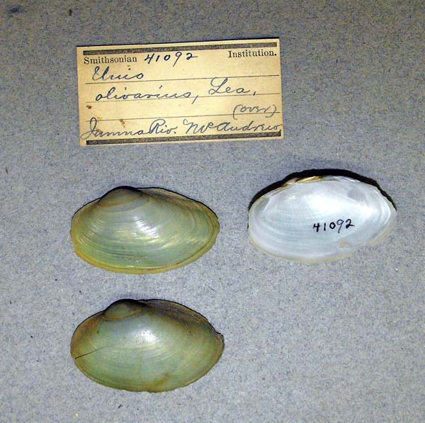 specimen