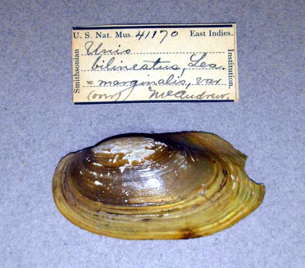 specimen