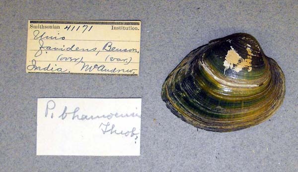 specimen