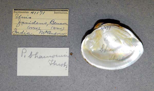 specimen