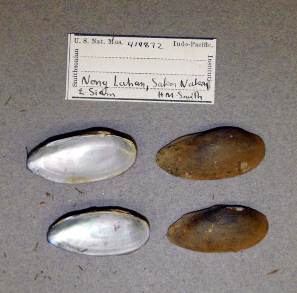 specimen