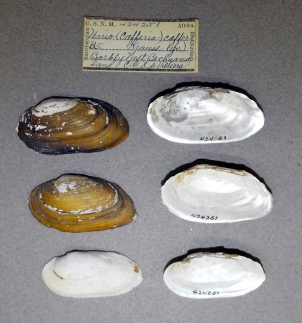 specimen