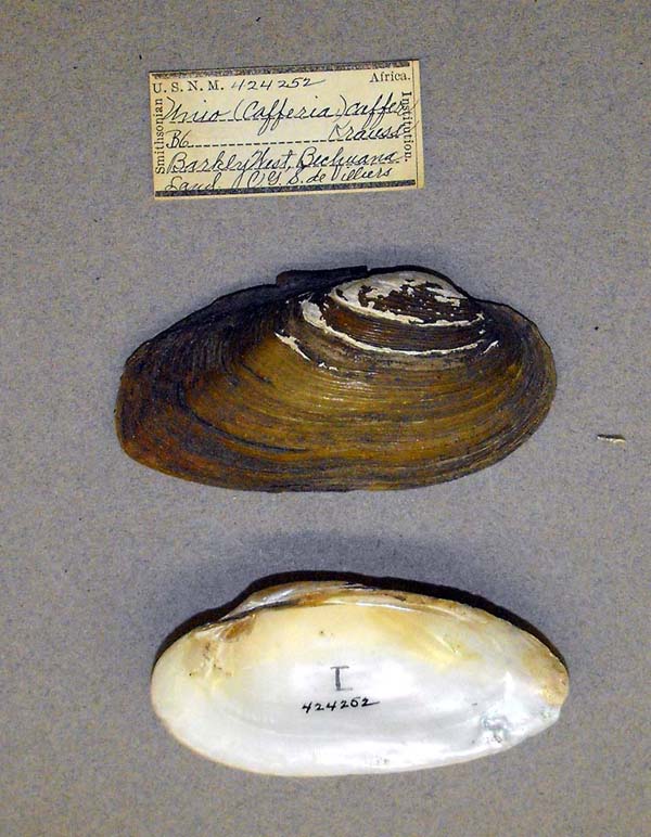 specimen