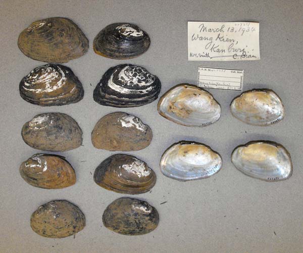 specimen