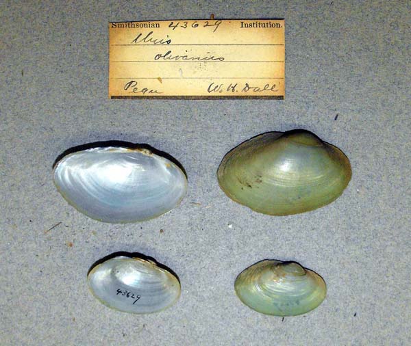 specimen