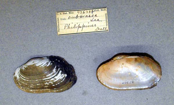 specimen
