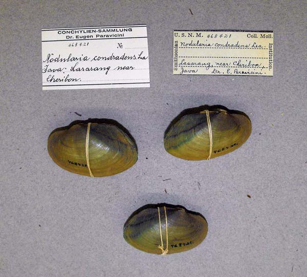 specimen
