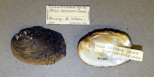specimen