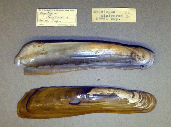 specimen