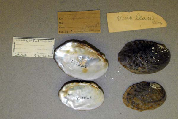 specimen