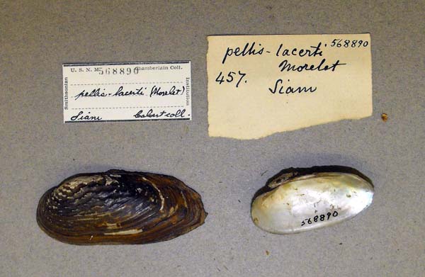 specimen