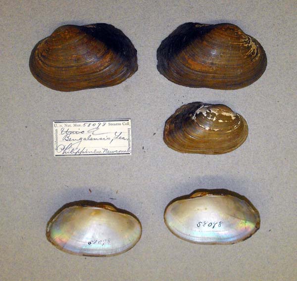 specimen