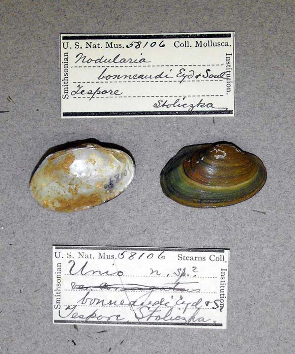 specimen