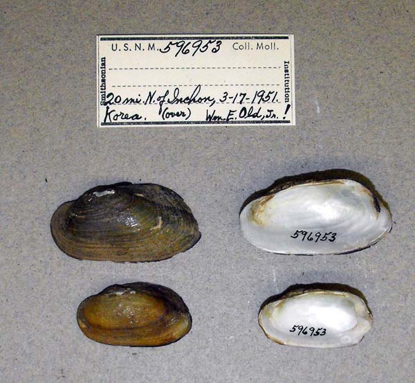 specimen