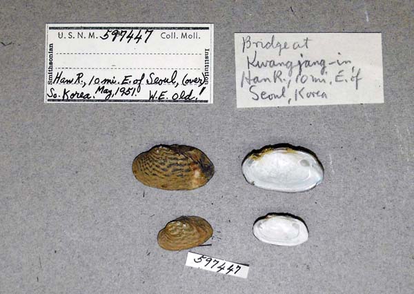 specimen