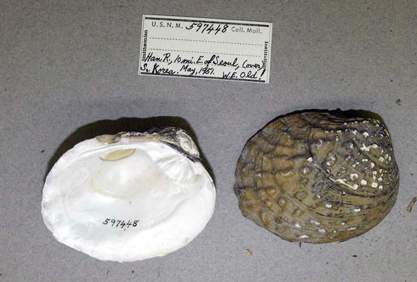 specimen